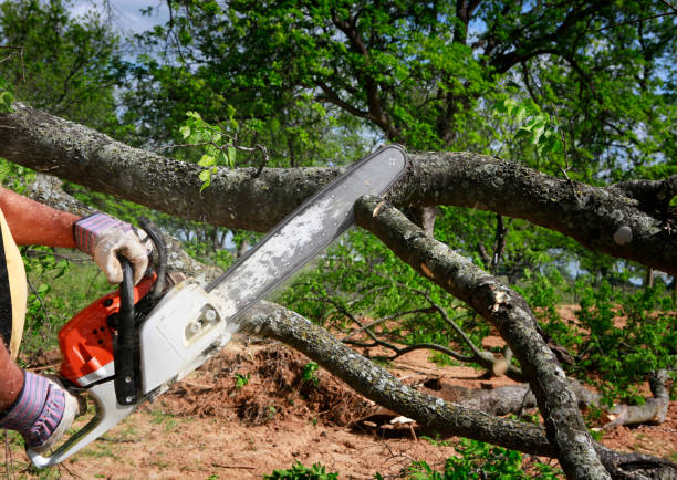 The Steps Involved in Our Tree Care Process in Crockett, CA